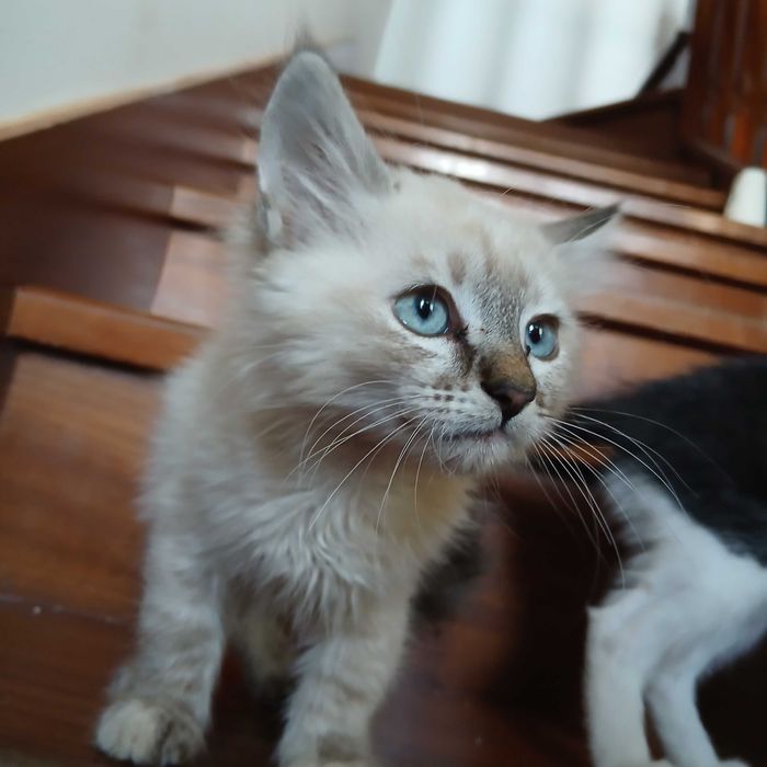 Gatinhos bebes muito meigos