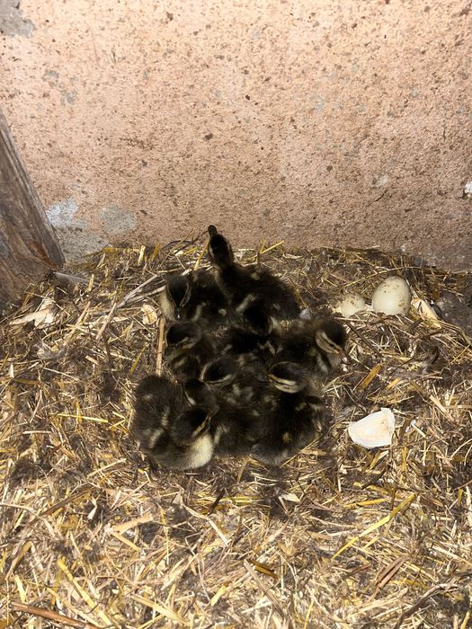 Patos real jovem