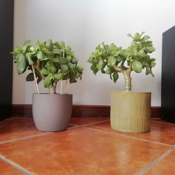 Planta de Jade - várias