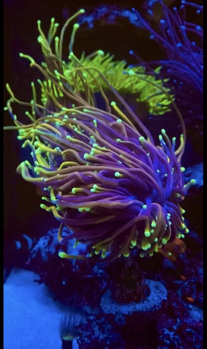 Морские кораллы