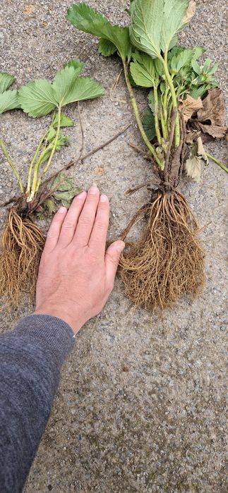 Продам саджанці полуниці(клубними, суниці)