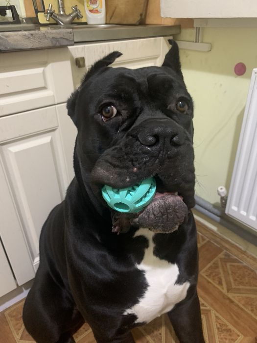 Кане Корсо вязка - сильный кобель, документы, прививки