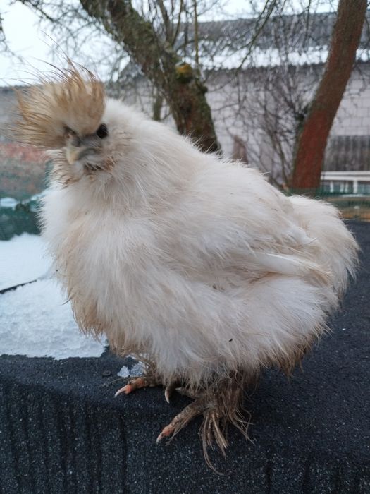 Silka kogut kura para