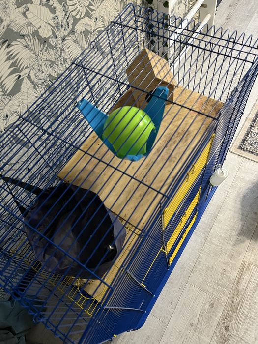 Клітка для пацюка, шиншили