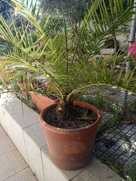 Palmeira muito bonita