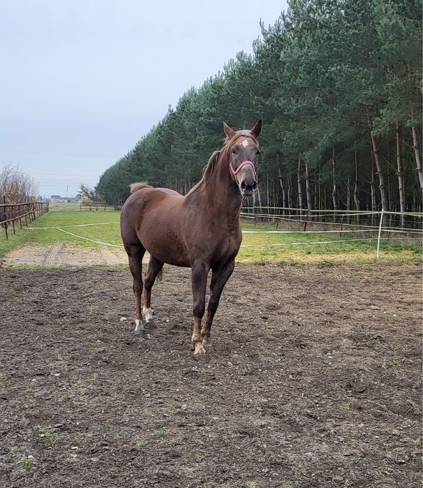 Sprzedam klacz wlkp/sp