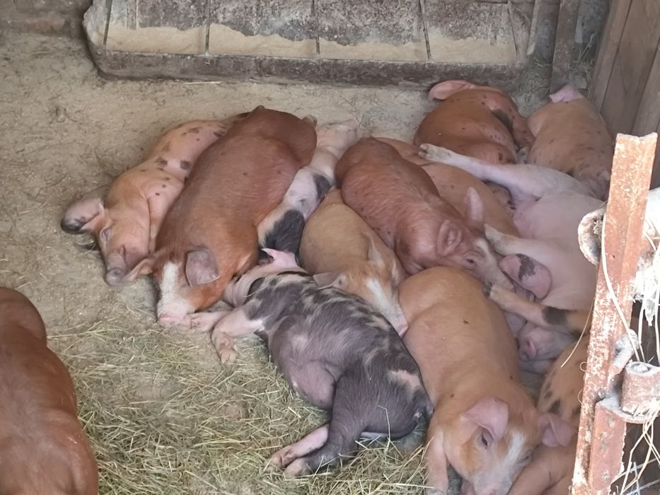 Продам малі свині