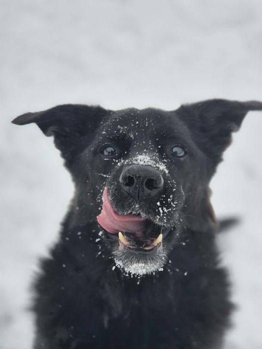Melo szuka swojego człowieka