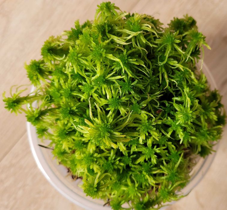 mech do paludarium / mech dla ślimaków