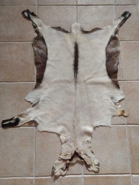 PELES De Coleção -  Vaca - Cabra - Gamo - Astrakan -  Raposa e Outras