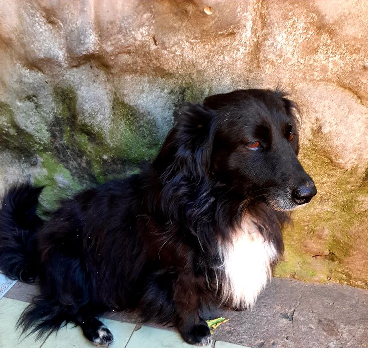 Вiддам красивого песика