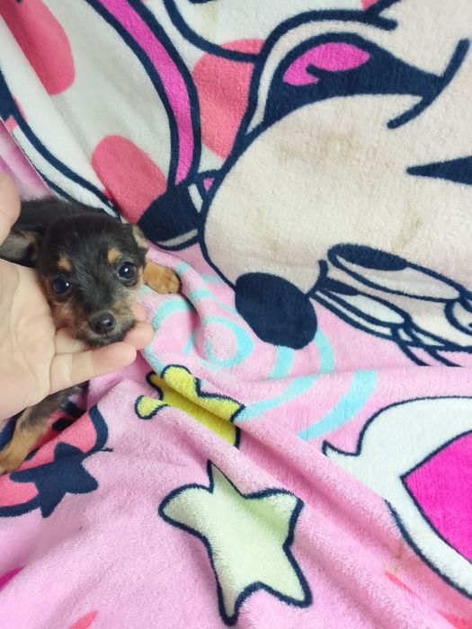 Chihuahua szczeniak dziewczynka