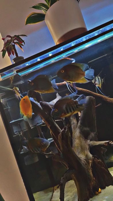 Sprzedam albo wymienię severum