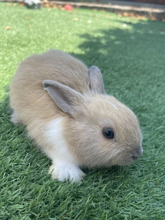Coelhos mini toy