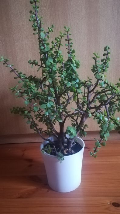 Kaktusy /sukulenty drzewko szczęścia