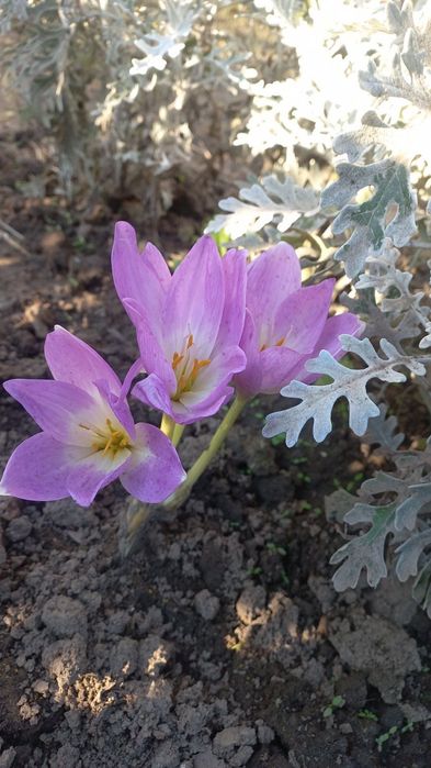 Крокуси осінні квіти