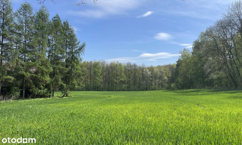 Siedlisko na polanie, pod stadninę lub agroturystykę, 30 min od KRK