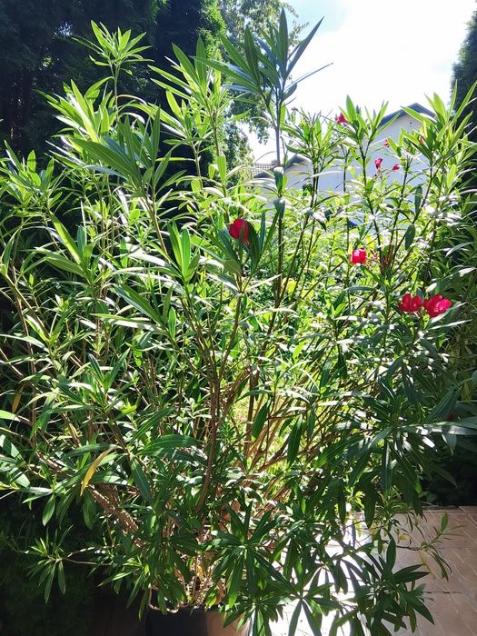 Olbrzymi oleander