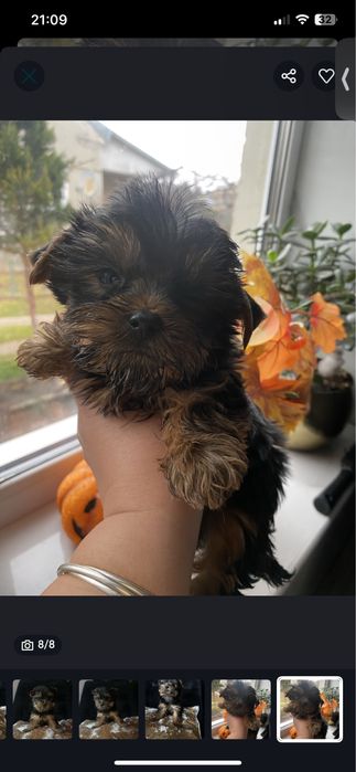 Мінік йорк хлопчик темний окрас