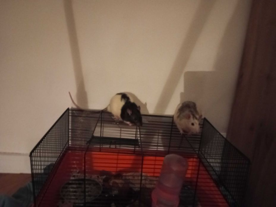 Oddam szczurki za darmo