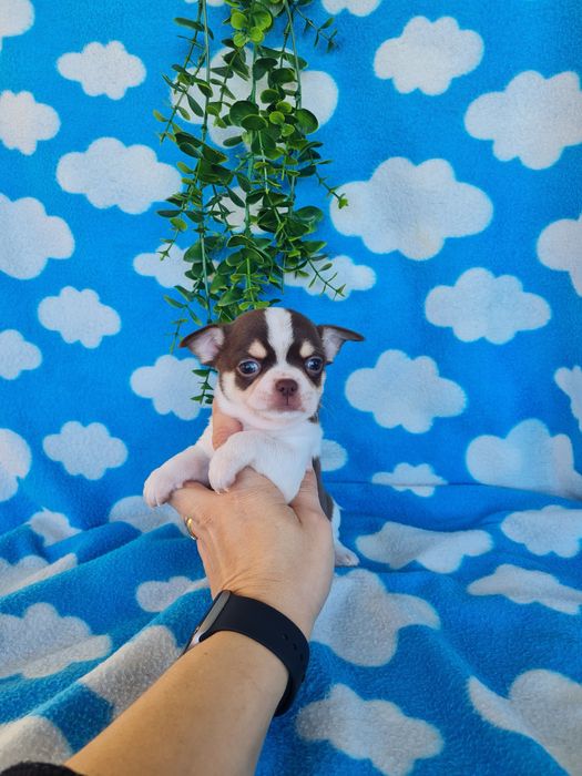 Excelente  menina mini Chihuahua/Chiuaua de Qualidade. Lunhagem Russa