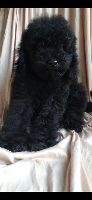 Той-пудель. Клубний хлопчик. З документами.