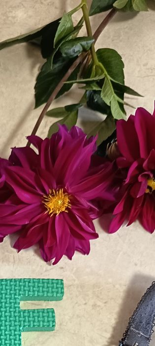 Dalia ciemny róż bulwy 2 sztuki