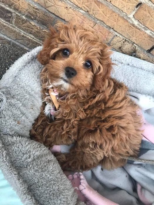 Мальтипу міні на любий смак