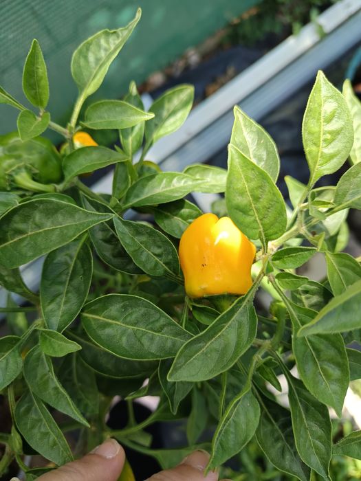 Plantas de Malaguetas raras