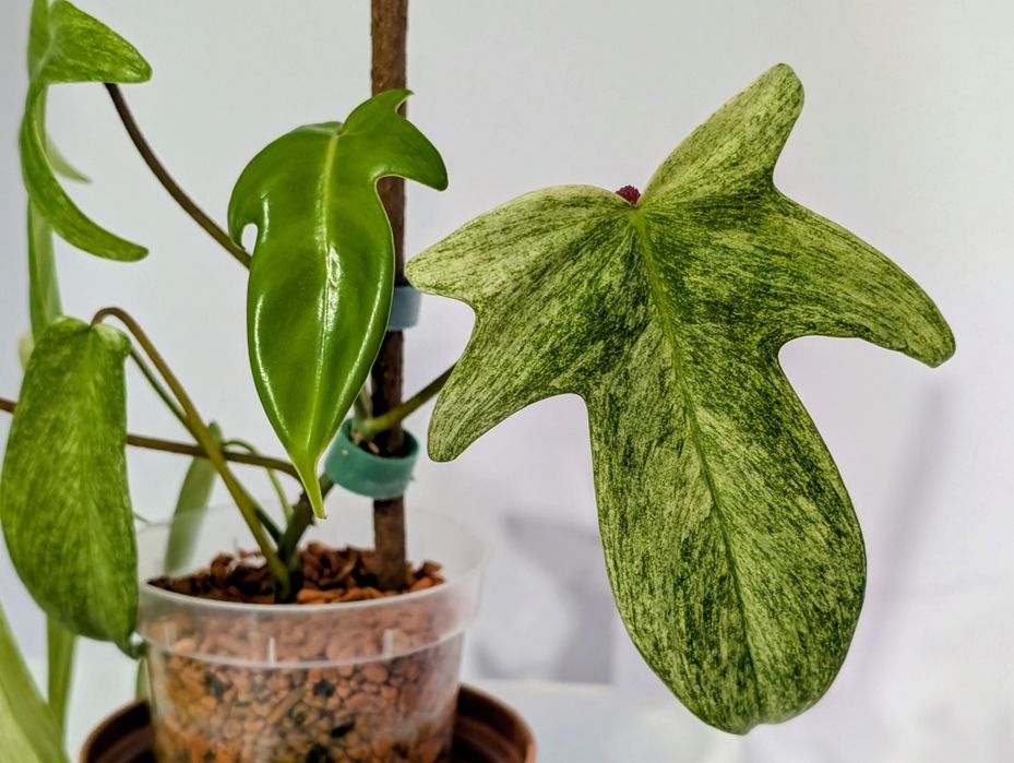 Filodendron Florida ghost philodendron