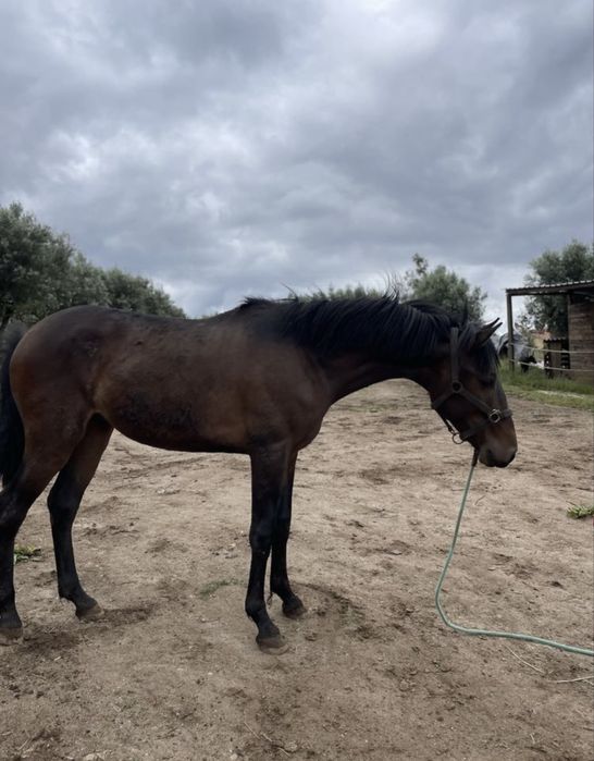 Vendo ou troco por roulote