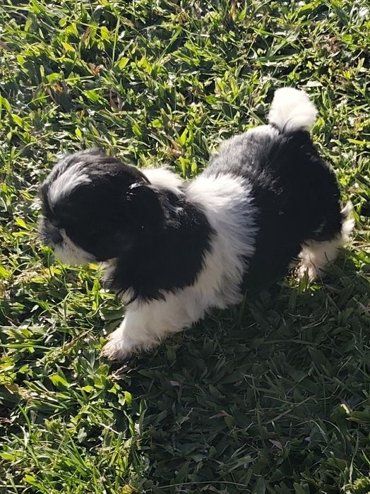 Shih-Tzu fêmea disponível