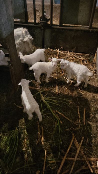 Raça de Cabras angorá. Cabras anões.
