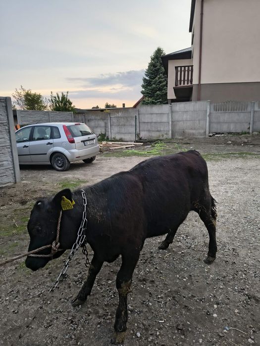Sprzedam byczka 6 miesięcznego