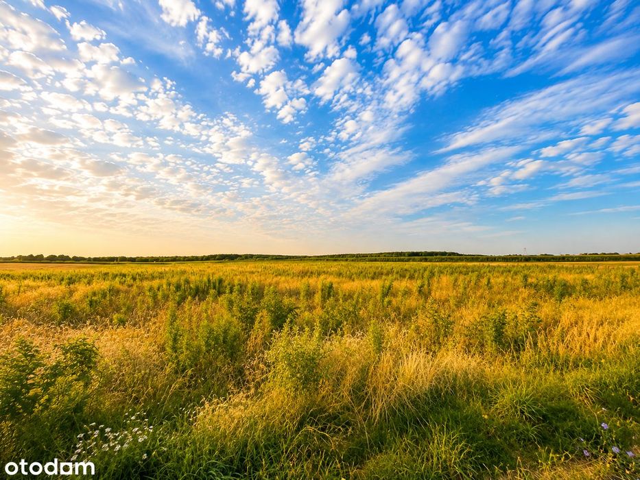 Działka inwestycyjna 8100 m² | WZ do 24 domów | Chociule - Widok 4