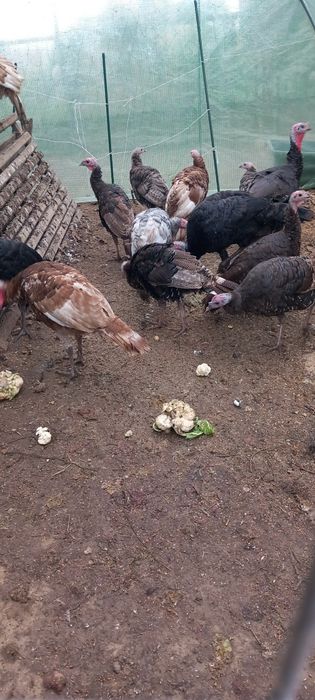 Sprzedam Indory z 2025