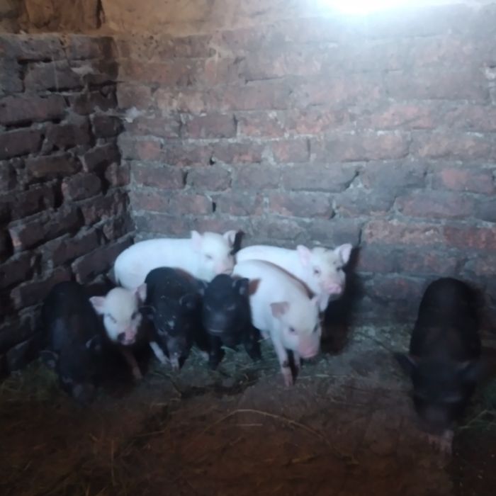 Продам в'єтнамських поросят