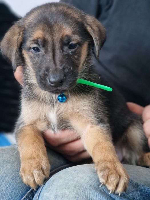 Oddam psiaki w dobre rece.