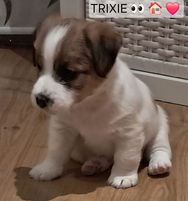 Suczka szorstkowłosa TRIXIE Jack Russell Terrier ZKWP FCI