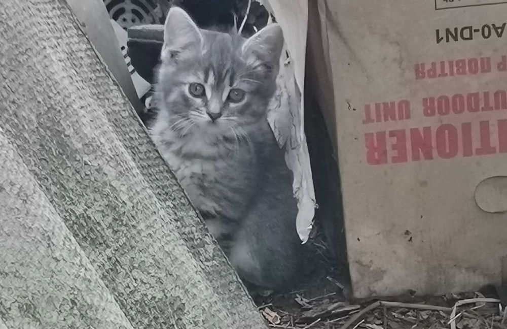 Котята ищут дом.