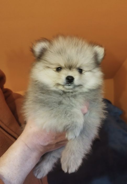 Zkwp Pomeranian szpic miniaturowy