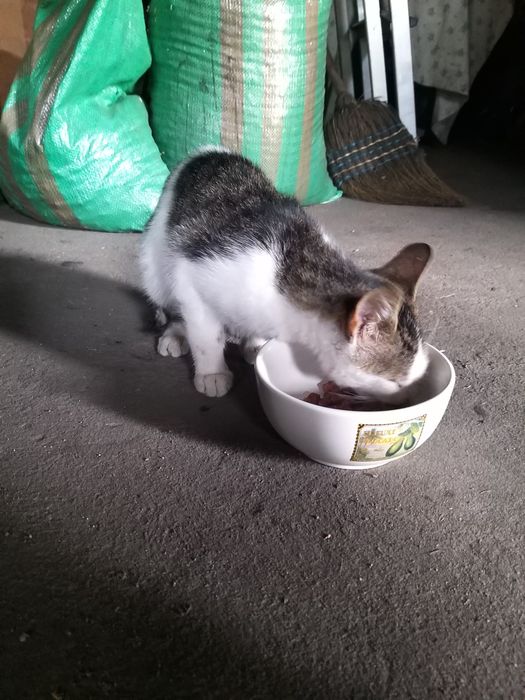 Kotek szuka nowego domku .