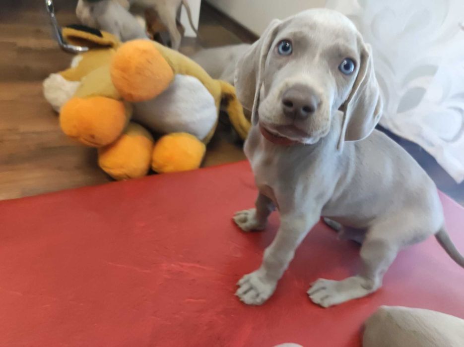 Wyżeł Weimarski domowo-rodzinny WEIMARANER