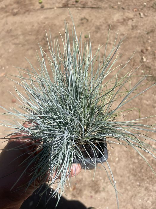 Festuca azul.