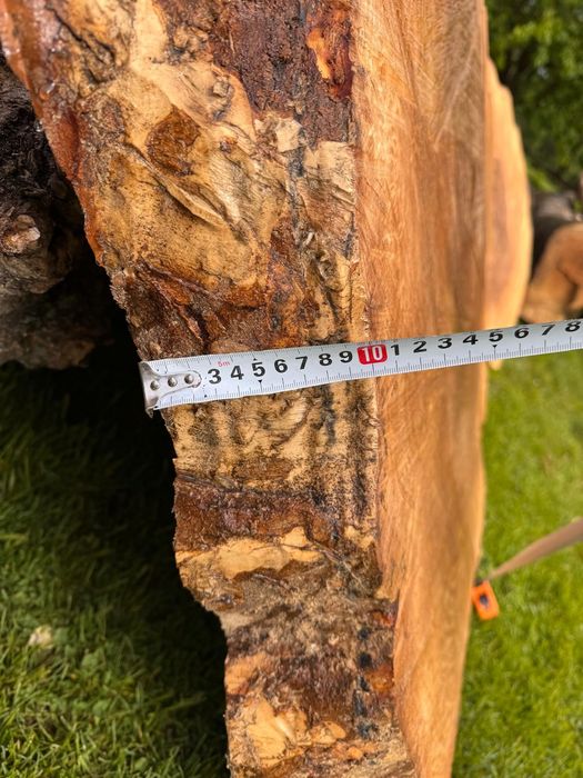 Jesion plaster pień