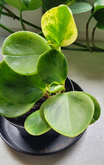 Peperomia tępolistna roślina ze zdjęcia tylko 1 sztuka.