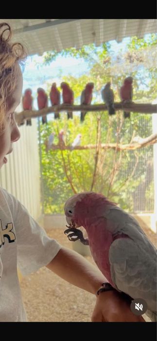 Catatuas Galah Casal 2026