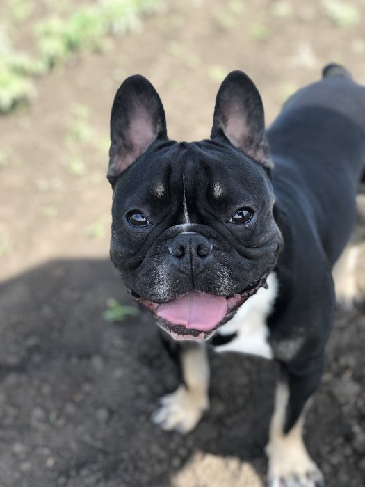 Продам французкого-бульдога