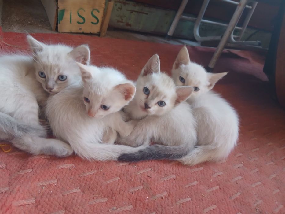 Gatinhas para adoção consciente