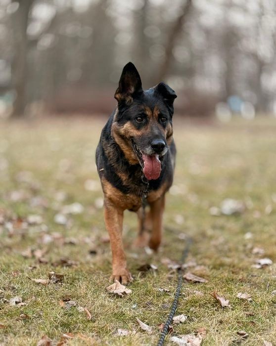 Cudowna sunia w typie ON !